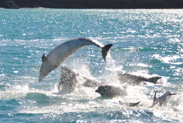 Black Cat Cruises skipper Chris Jenkins said that he could not remember there ever being any sightings of Bottlenose dolphins in the area before.